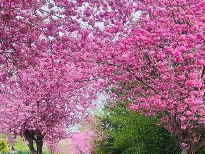 1656-gilleleje-fyrrevaenget-3 Tatil Evi *